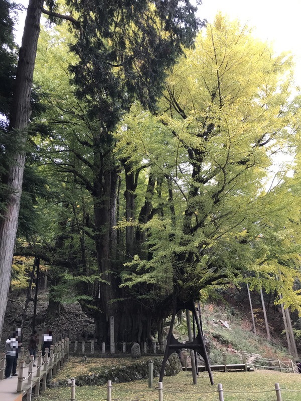 菩提寺の大イチョウの写真