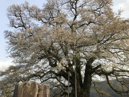 醍醐桜、山里の巨木