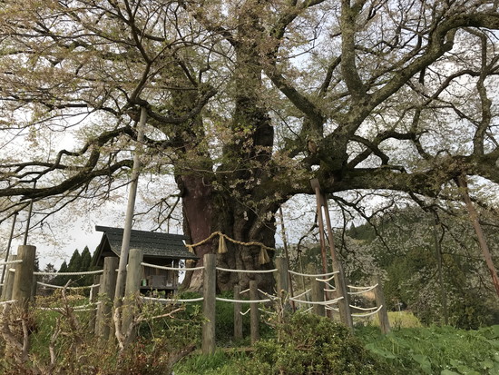 一本桜の全景写真