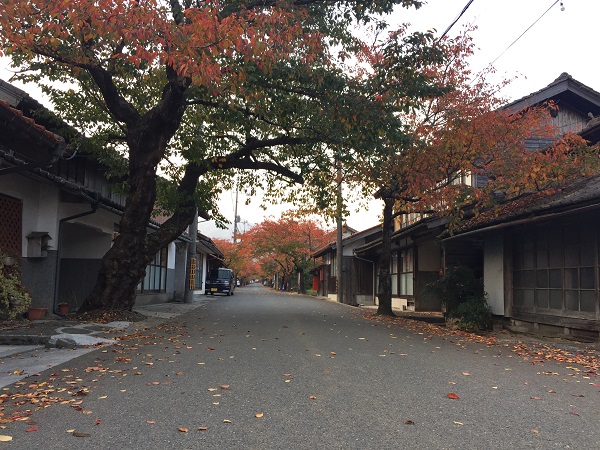 桜のトンネルの写真
