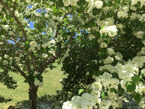 広い芝生公園の写真