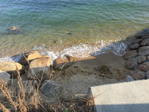 白砂と松林の海岸の写真