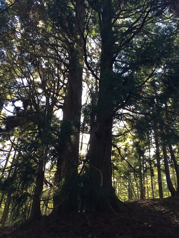 ブナ林の紅葉の写真