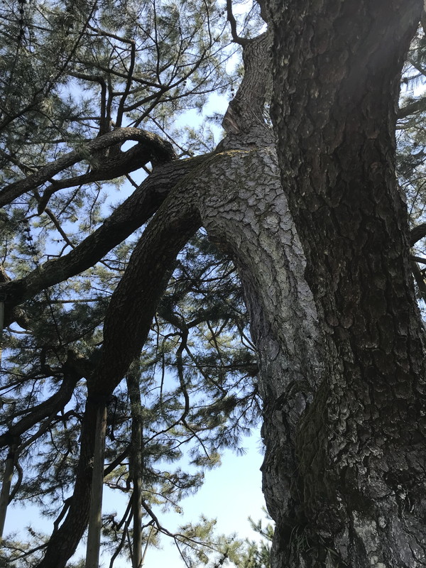 県指定天然記念物のクロマツの写真